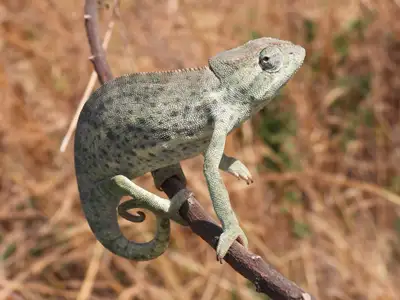iso Senegal chameleon , View more