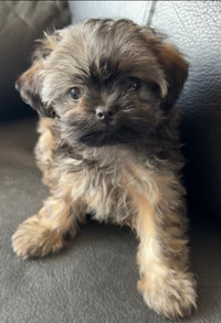 Shihpoo toy  female puppy ❤️❤️ ready to leave 