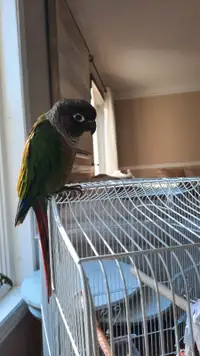 Green Cheek conure $400 with cage