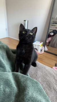6 Month old black kitten