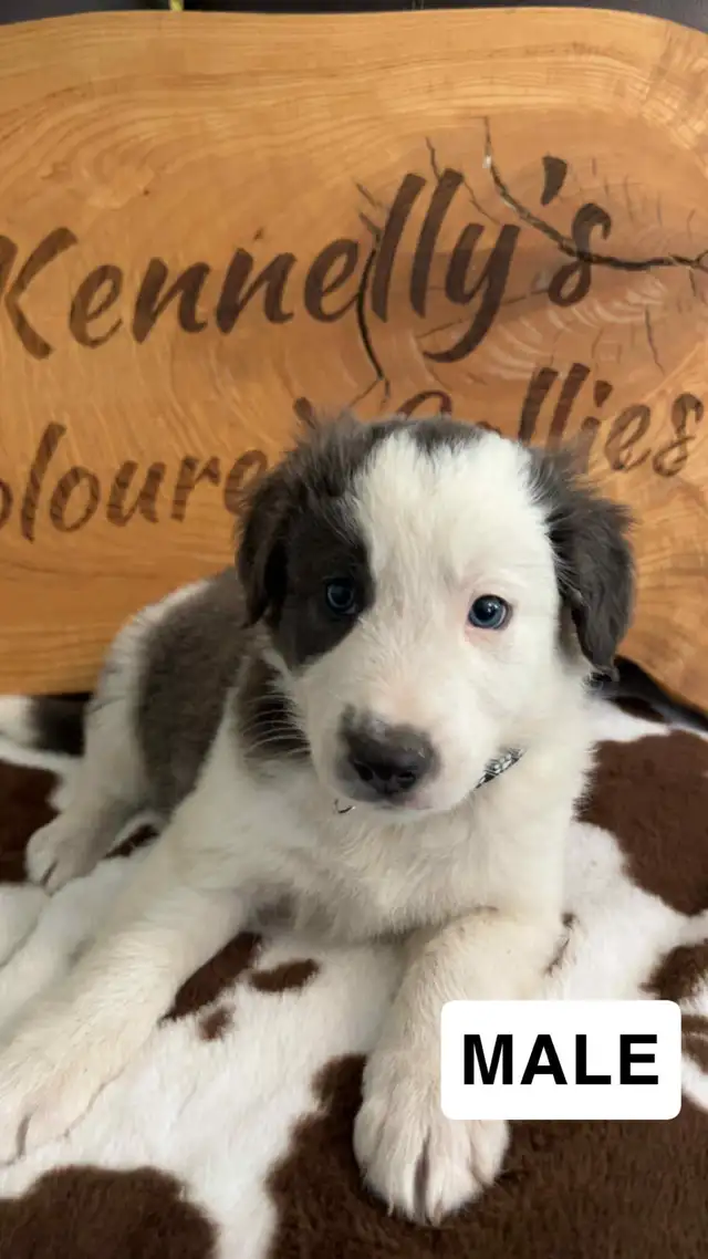 Border Collie Puppies  READY TO GO ! in Dogs & Puppies for Rehoming in Napanee - Image 6