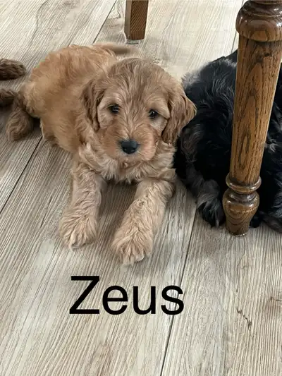 Mini Aussiedoodle Puppies, View more