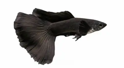Black moscow guppy, pure strain, View more