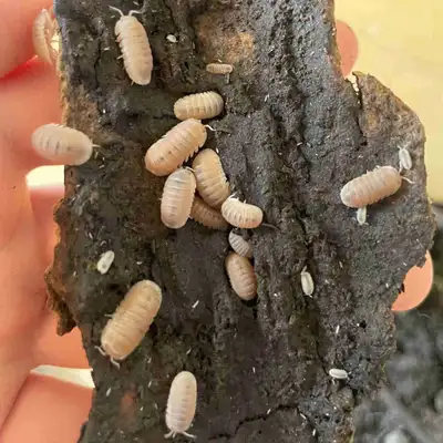 Isopods - Papaya (Cubaris Murina), View more