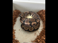Proven Breeder Female Ball Pythons