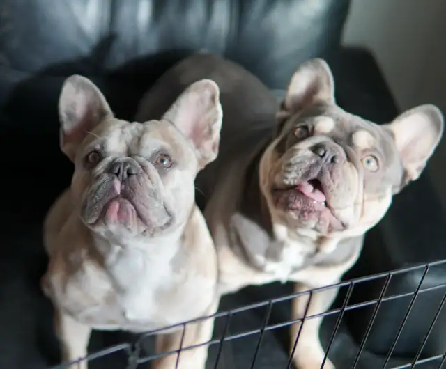 FRENCH BULLDOGS CKC REGISTERED in Dogs & Puppies for Rehoming in Edmonton - Image 6