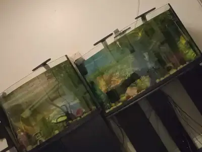 fresh water super fancy guppies, View more