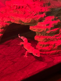 Leopard gecko and terrarium 