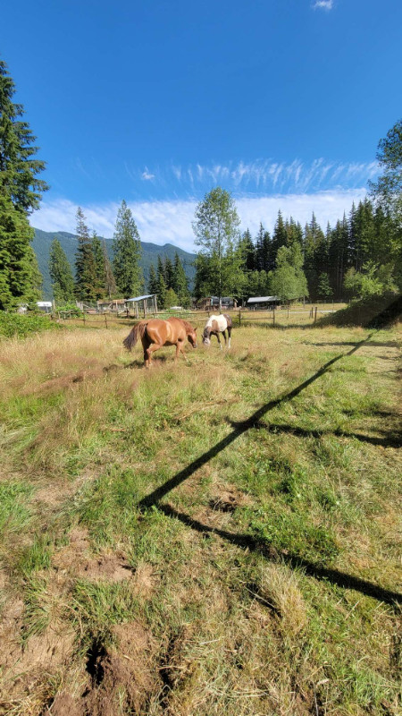 Mission Horse Boarding has an opening in Animal & Pet Services in Abbotsford - Image 2