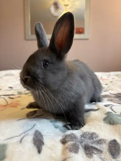 4 baby rabbits, (pet homes only!)  ready to go. $30 each, View more