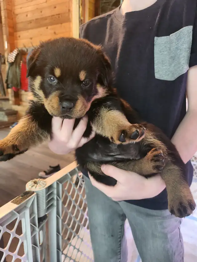 Purebred German Rottweiller puppies in Dogs & Puppies for Rehoming in Oshawa / Durham Region - Image 5