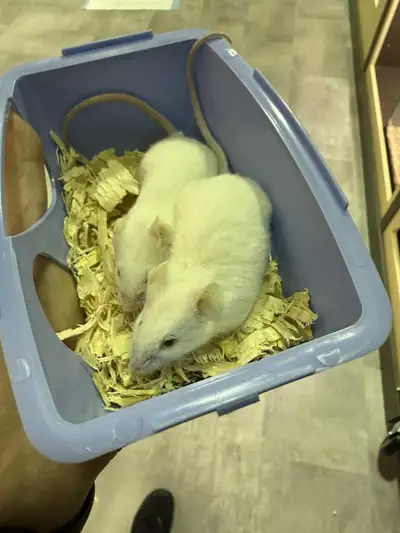 2 bébés souris mâles 3,99$+tx 2259 boulevard Lemire Drummondville 819-850-7579 Lundi, mardi, mercred...