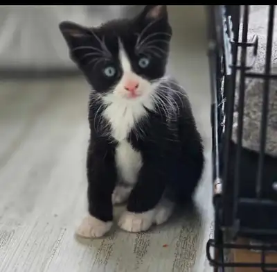 Last kitten ready for new home (Male), View more