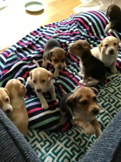 Gorgeous beagle puppies looking for a home. Very snuggly family dogs. Beagles bond quickly to their...