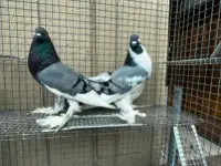 Pigeons  for sale