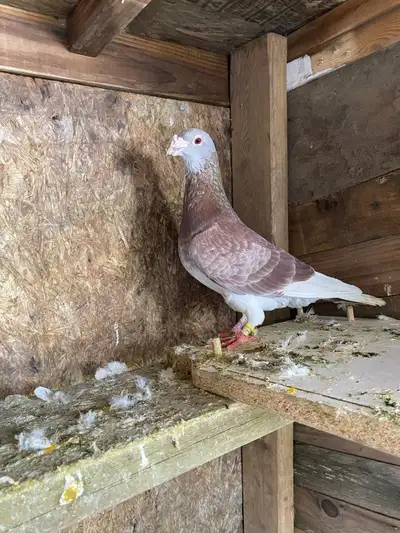 Racing pigeons homer pigeons, View more