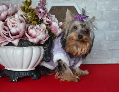 Yorkshire Terrier Boy, View more