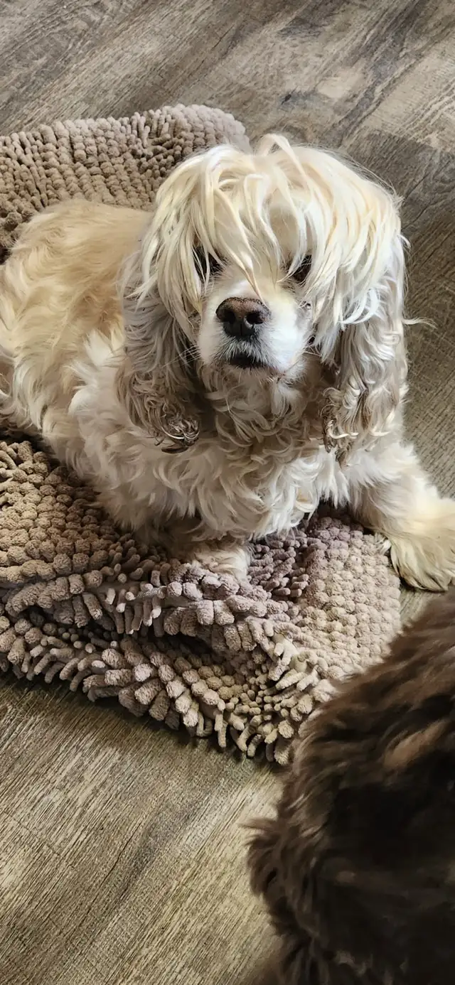 ❤️ADORABLE COCKAPOO❤️ in Dogs & Puppies for Rehoming in St. Albert - Image 8
