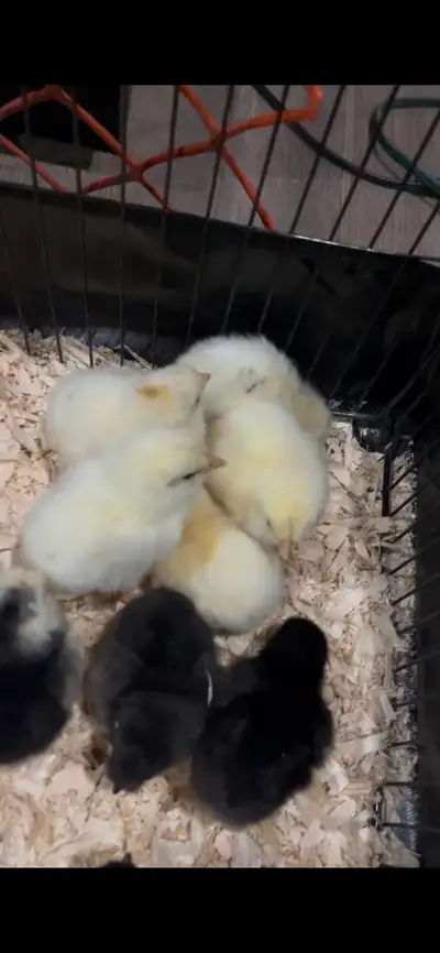 barn yard mix chicks , View more