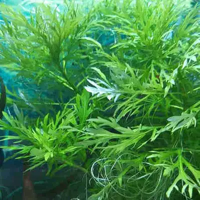 Aquarium plant(Water wisteria ), View more