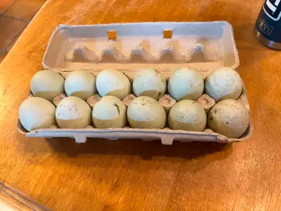 Dozen fertilized Indian runner eggs 30$