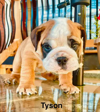 CKC Registered English Bulldog Puppies, View more