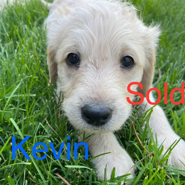 Labradoodle Puppies in Dogs & Puppies for Rehoming in Winnipeg - Image 9