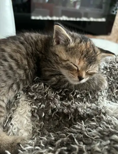 3 chatons 2 mâles roux et une femelle tigré brune, View more