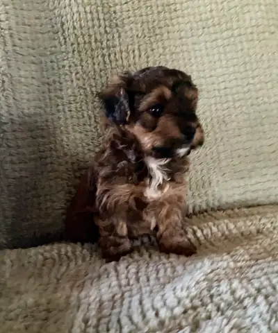 Magnifiques chiots morkipoo, prêts à partir le 1er juillet. Avec examen vétérinaire, vaccin, vermifu...