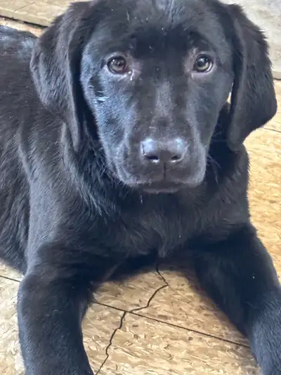 Purebred lab retriever puppies, View more