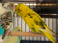 Budgie pairs for sale!