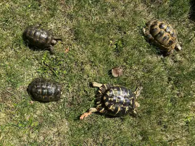 Rescue any tortoises and turtles , View more