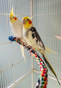 Beautiful quality Cockatiel pair! Flight cage avaialble!