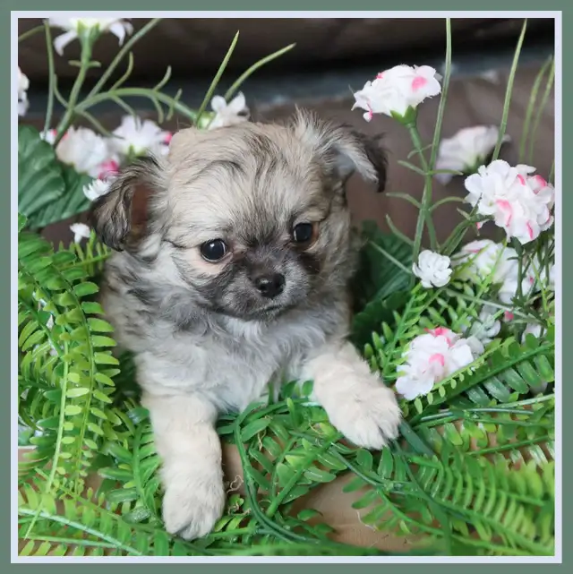 Very Fancy- White, Black tri, Blue tri, white  Chihuahua puppie in Dogs & Puppies for Rehoming in City of Toronto - Image 9