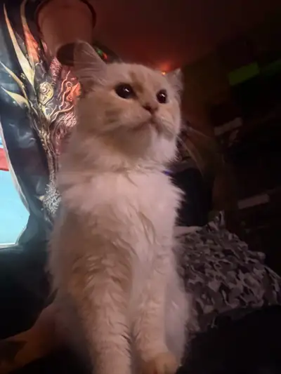 pure Female Rag Doll (pending pick up), View more