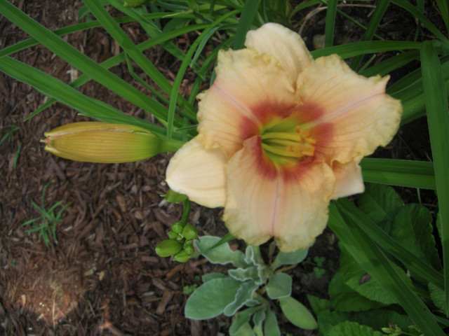 Vivaces, hémérocalles dans Plantes, engrais et terreaux  à Lanaudière - Image 3