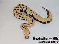 BLOOD PYTHONS  West Island Greater Montréal Preview