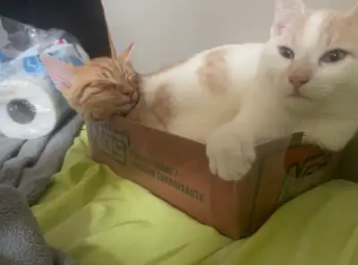 bonded males, View more