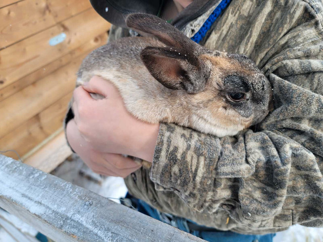 Flemish giant/ New Zealand Rabits  in Other Pets for Rehoming in Red Deer - Image 4