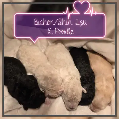 Bichon/Shihtzu X Poodle Puppies, View more