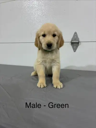 golden retriever puppies, View more