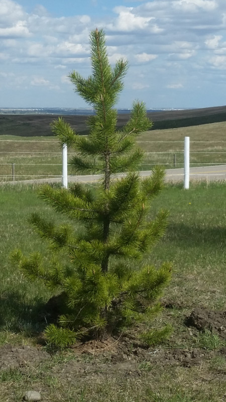 Spruce tree, Pine tree, Aspen tree, in Plants, Fertilizer & Soil in Calgary - Image 2