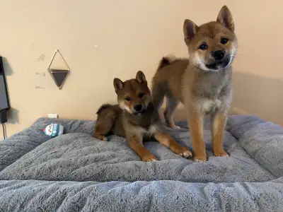 Japanese standard Shiba Inu puppies-3month, View more