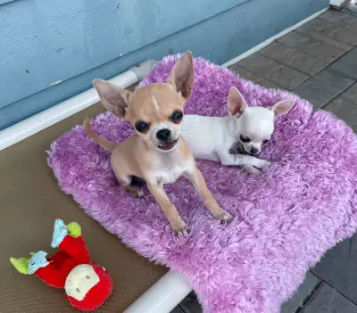 ⭐️❤️⭐️ CHIHUAHUA PUPPIES ❤ GORGEOUS & PUREBRED ❤️⭐️❤️, View more