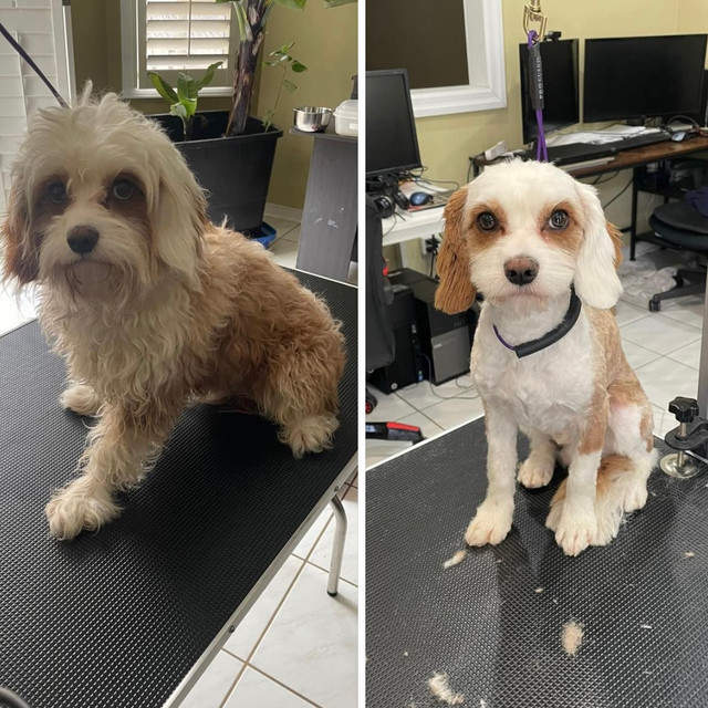 Mobile pet grooming in Animal & Pet Services in Markham / York Region