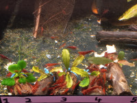 Neocaridina Shrimp Aquarium Plants