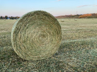 Green Feed Hay For Sale