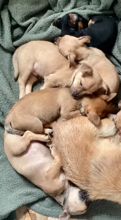 Chorkie puppies needing furever home, View more
