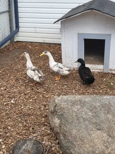 Four Ducks, View more