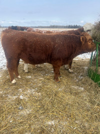 2 year old Purebred registered Simmental bull